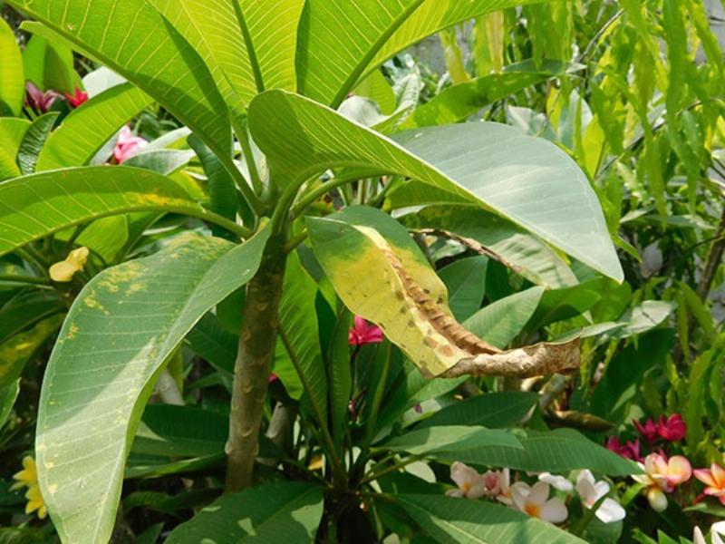 Anh cay ngu gia bi nhieu la bi vang va sap rung